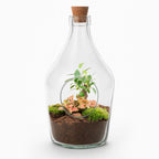 Offenes Terrarium John – Bonsai & Fittonia 'Ruby Lime' – Ökosystem im Glas