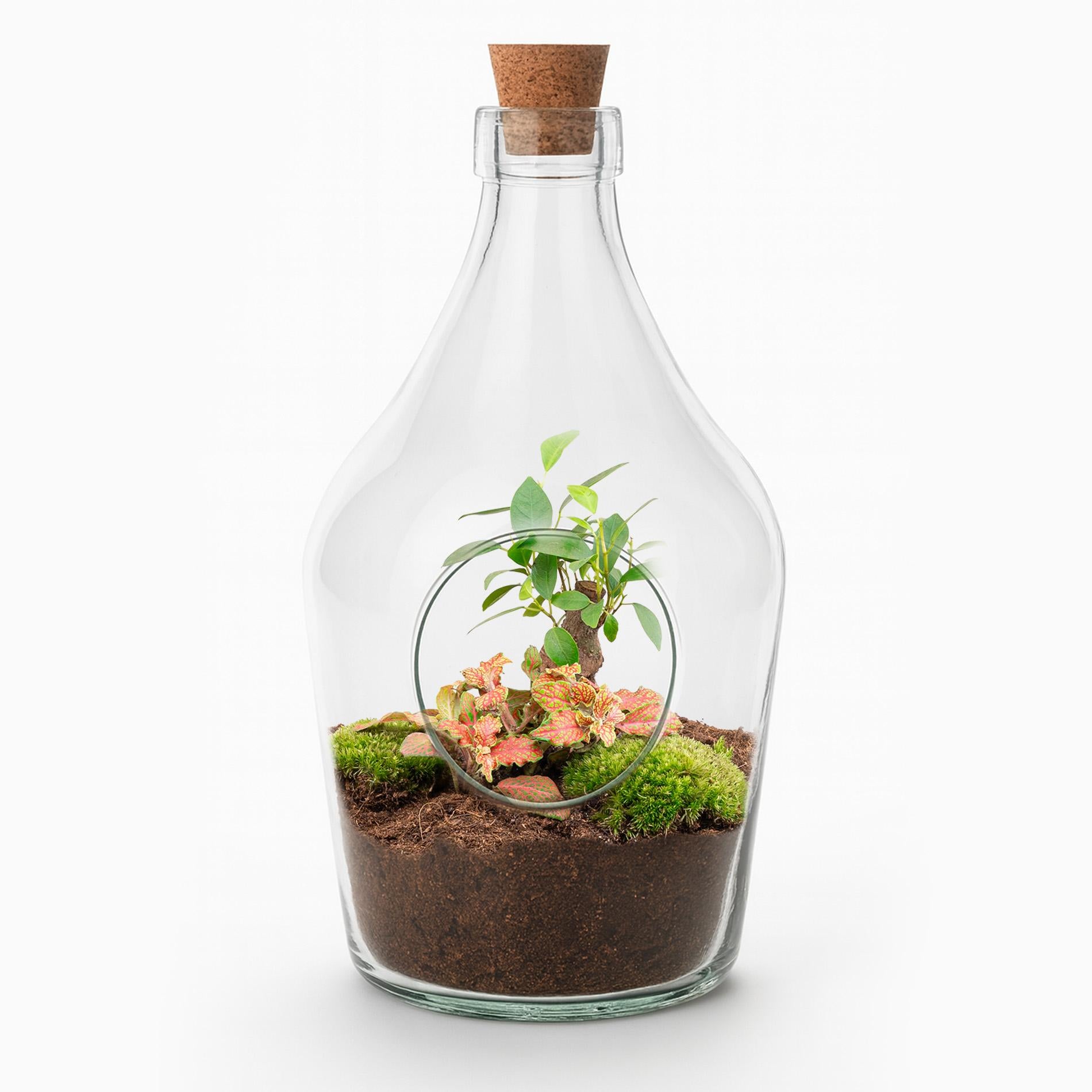 Offenes Terrarium John – Bonsai & Fittonia 'Ruby Lime' – Ökosystem im Glas