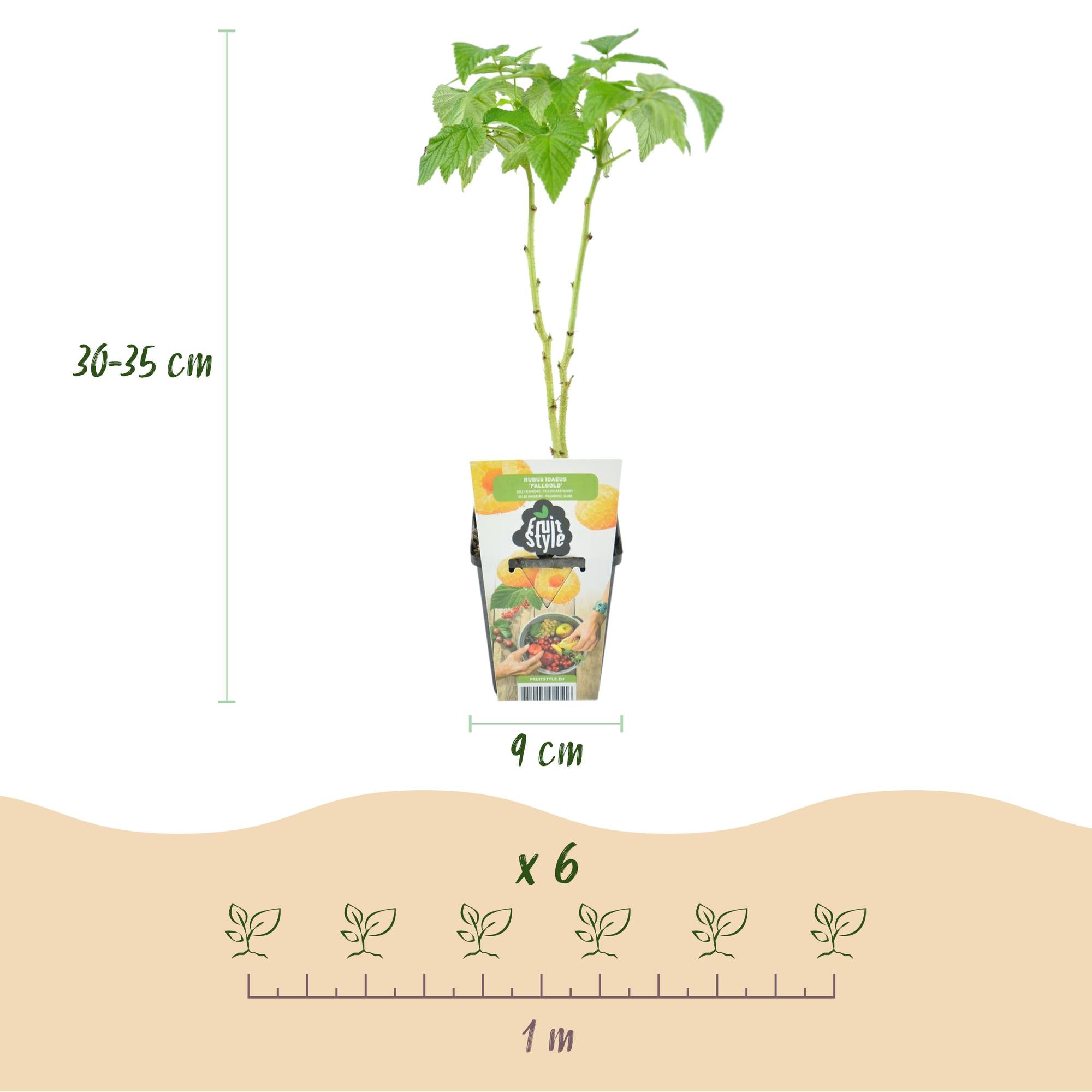 Gelbe Himbeere 'Fallgold' – Das honigsüße Trio für deinen Garten