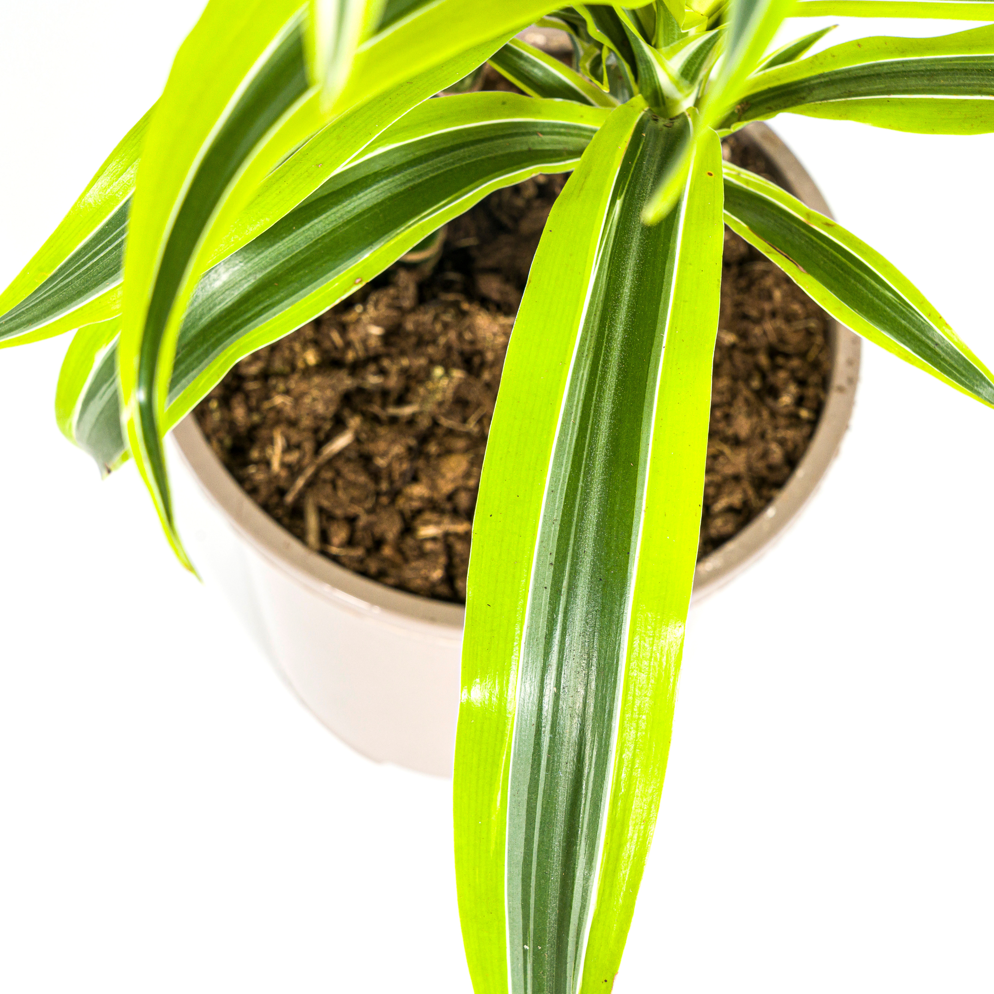 Dracaena 'Lemon Lime' – Der leuchtende Farbtupfer