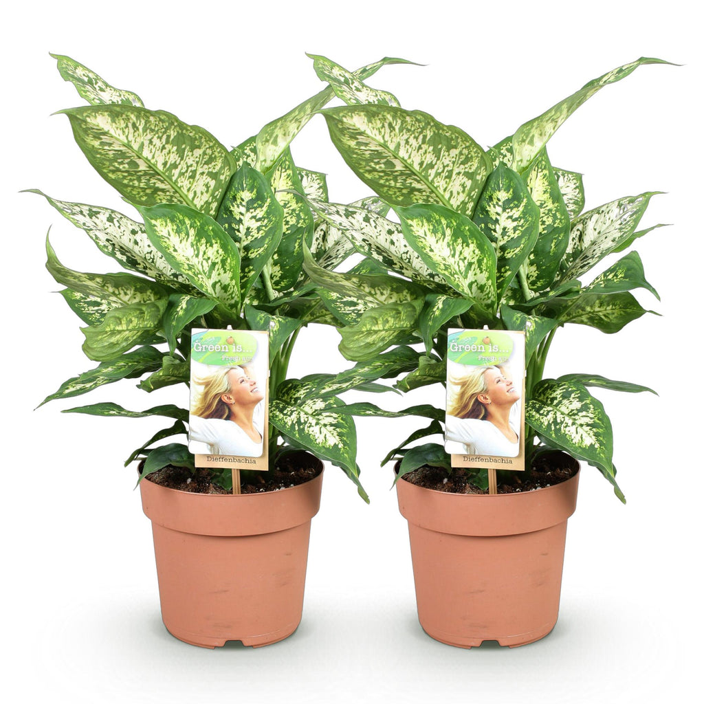 🌿 Dieffenbachia Compacta – Ø 17 cm, 45–50 cm