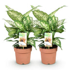 🌿 Dieffenbachia Compacta – Ø 17 cm, 45–50 cm
