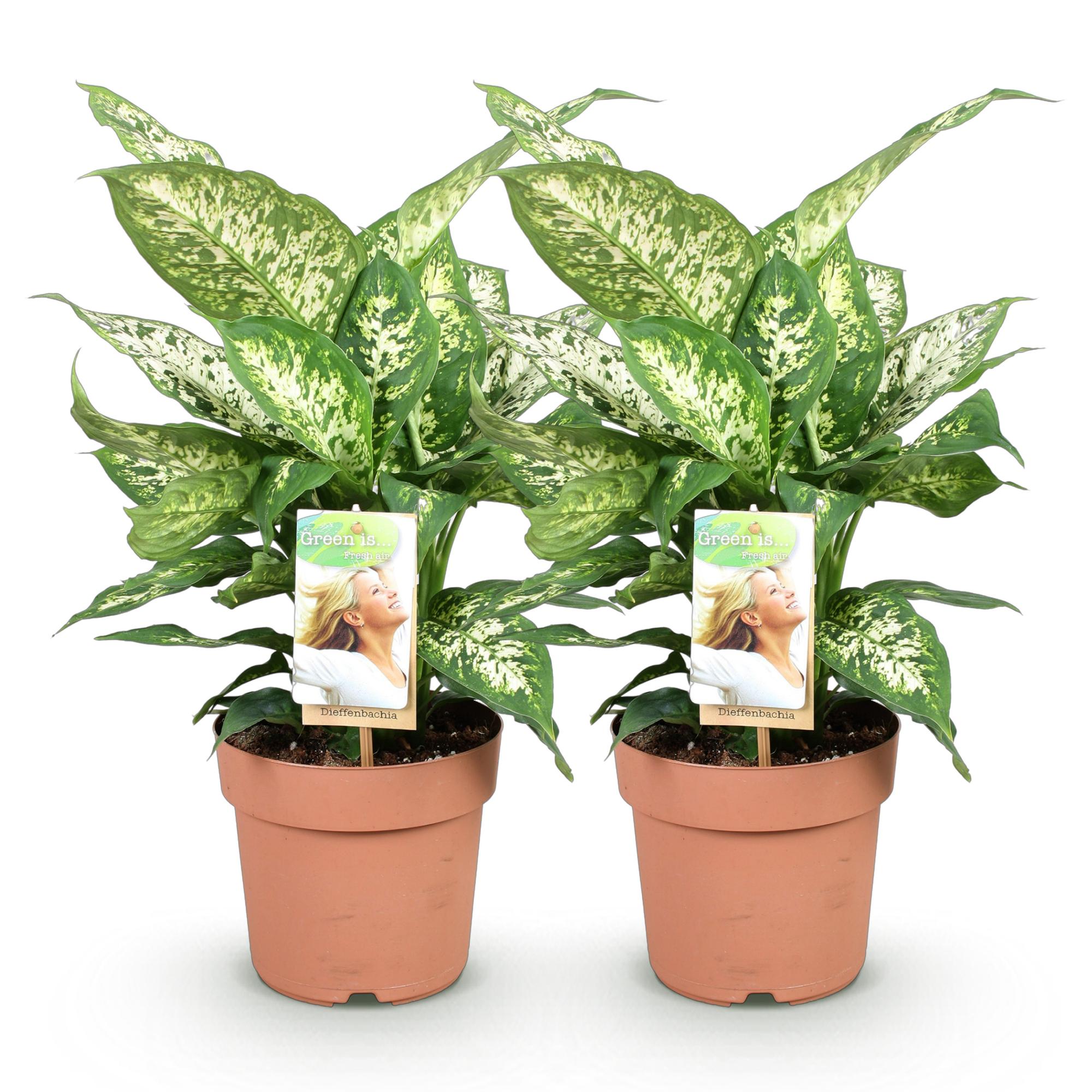 🌿 Dieffenbachia Compacta – Ø 17 cm, 45–50 cm