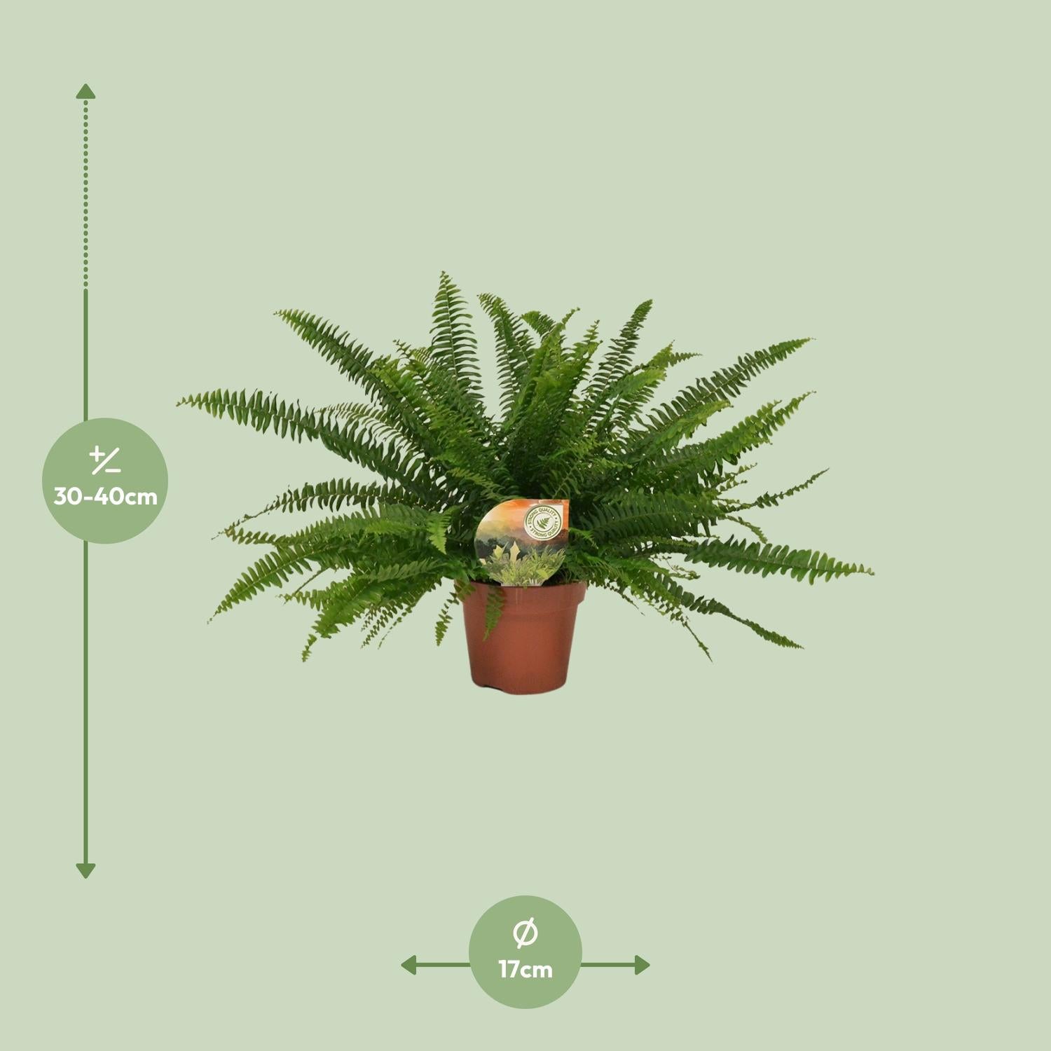 Nephrolepis 'Green Lady' – Der elegante Schwertfarn