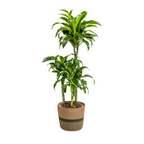 Dracaena 'Dorado' & Korb – Natürliche Eleganz für dein Zuhause