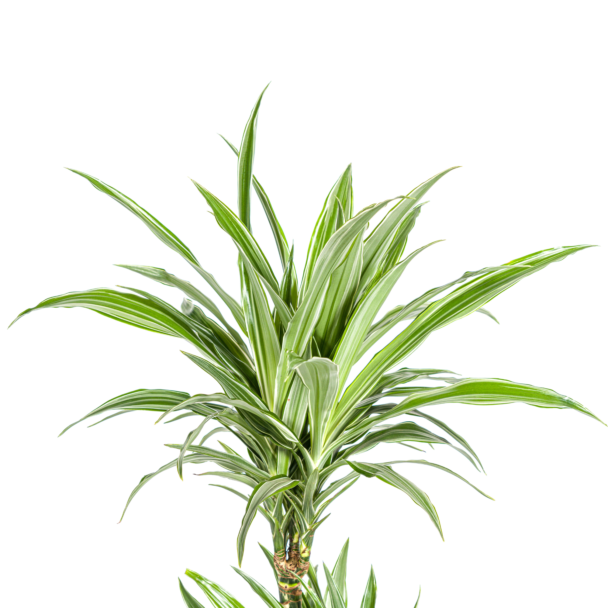 Dracaena 'White Stripe' – Zeitlose Eleganz mit Biss