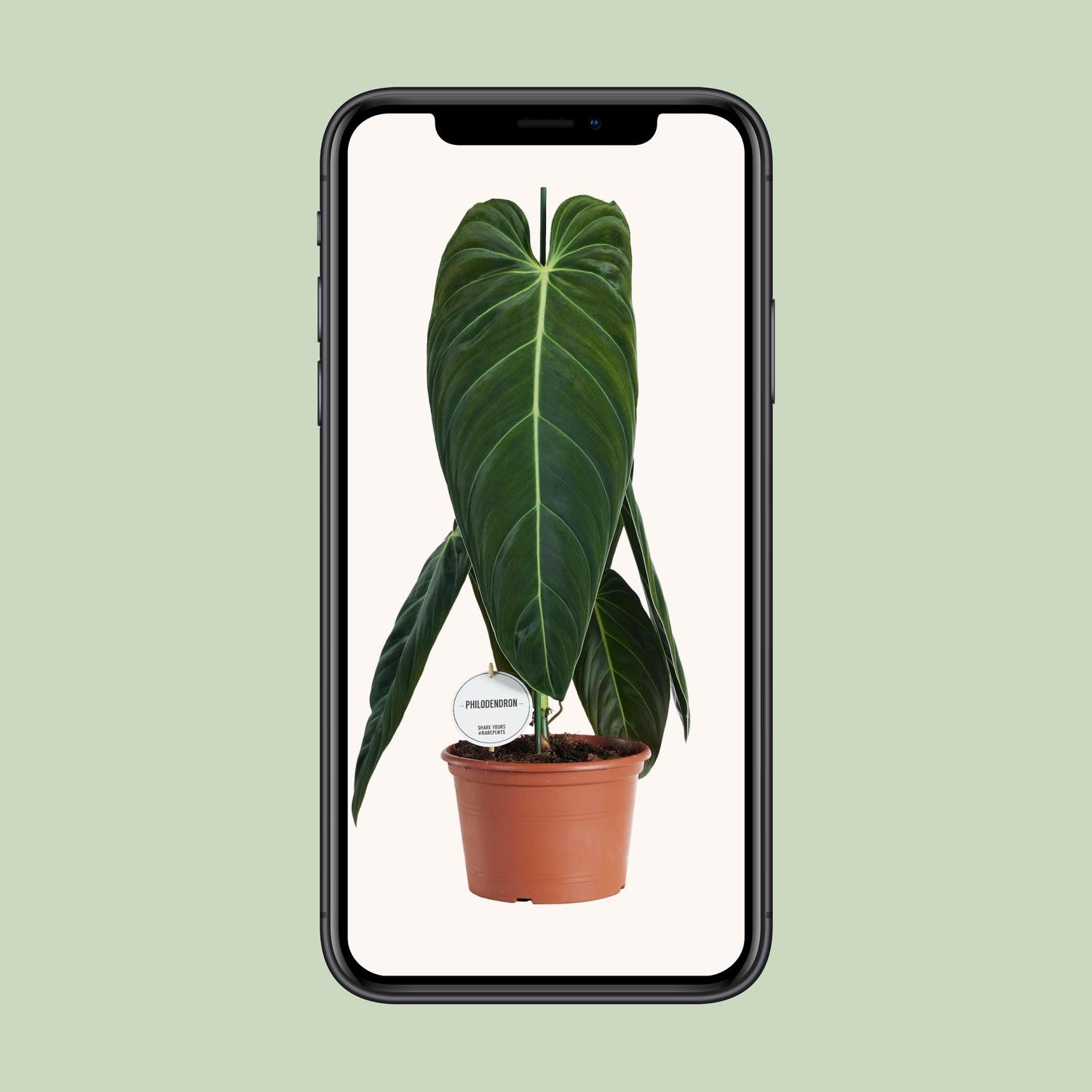 Philodendron Melanochrysum – Ø 21 cm, 75 cm