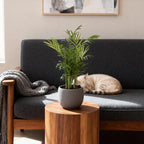 Chamaedorea elegans – Die Bergpalme im attraktiven 2er-Set