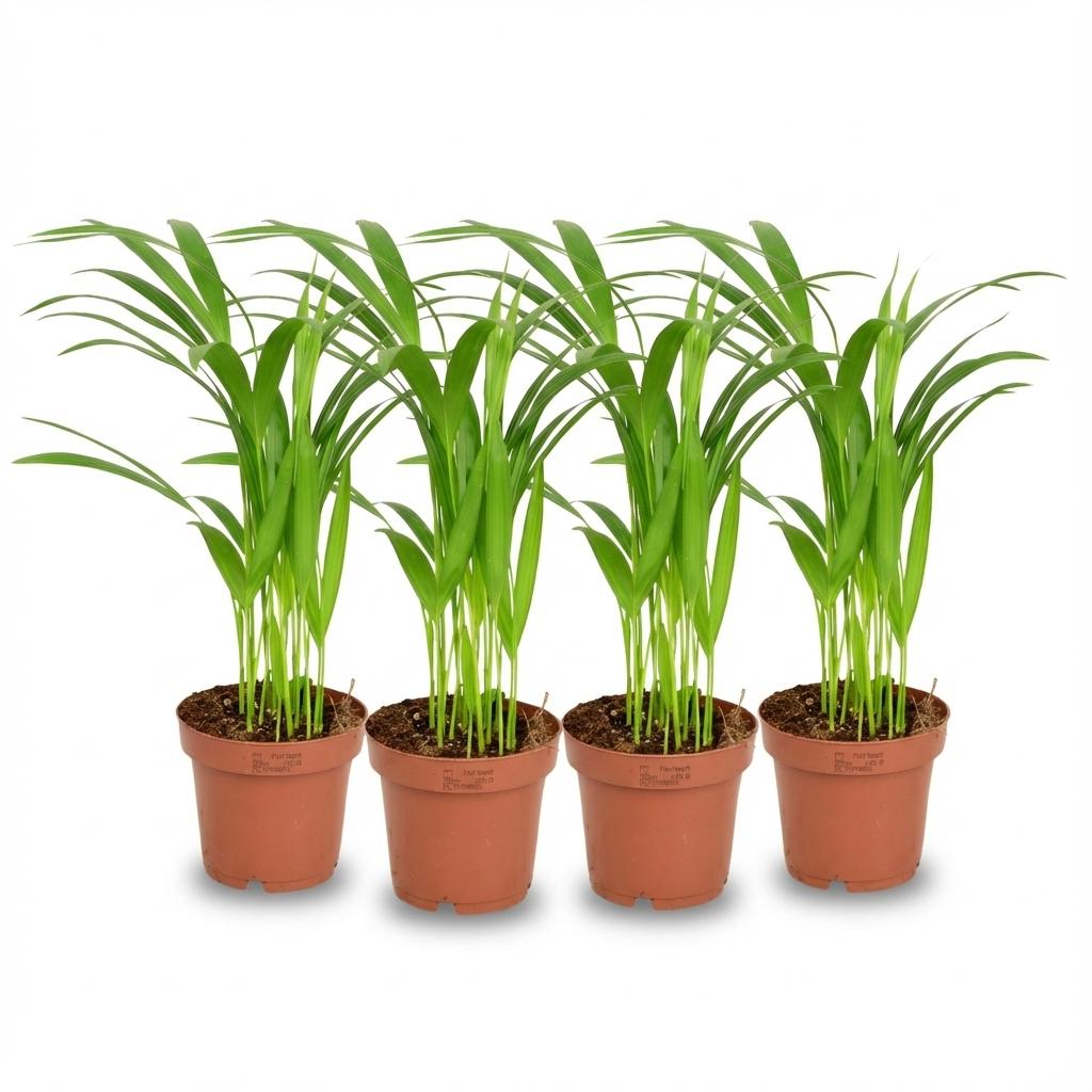 4x Areca Goldfruchtpalme (Set) – Frisches Tropen-Flair