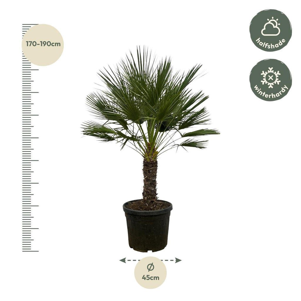 Zwergpalme auf Stamm (Chamaerops humilis)