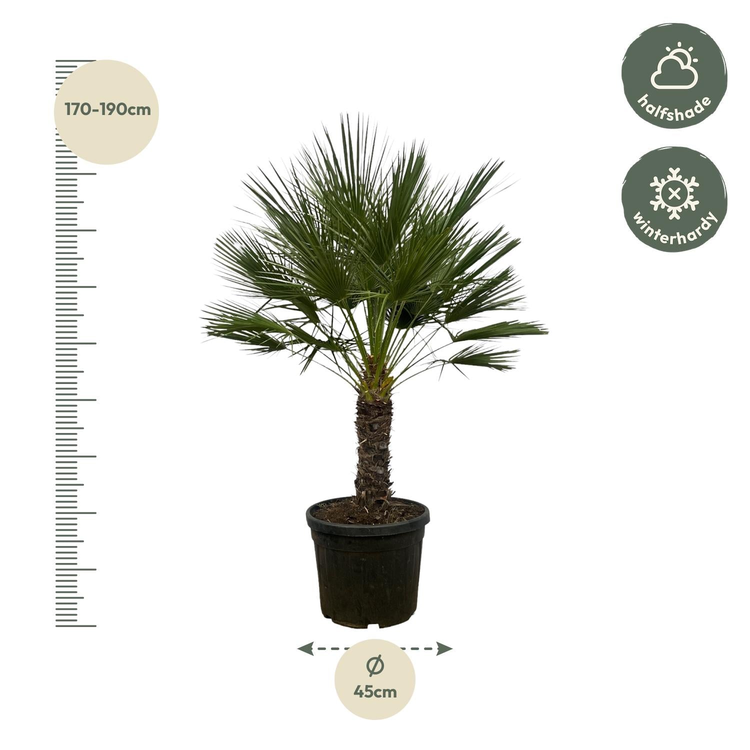 Zwergpalme auf Stamm (Chamaerops humilis)