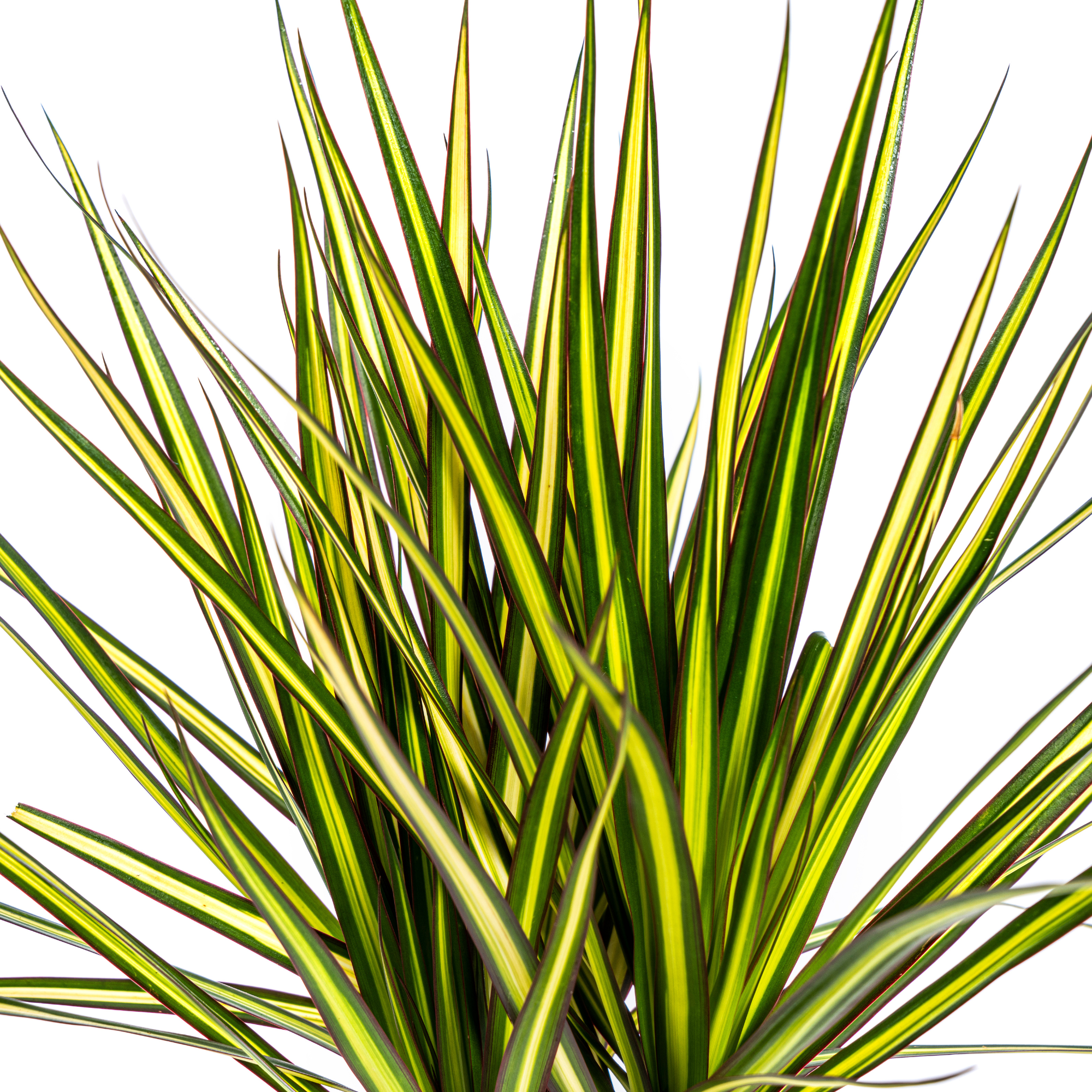 Dracaena 'Sunray' – Das sonnige Highlight unter den Drachenbäumen