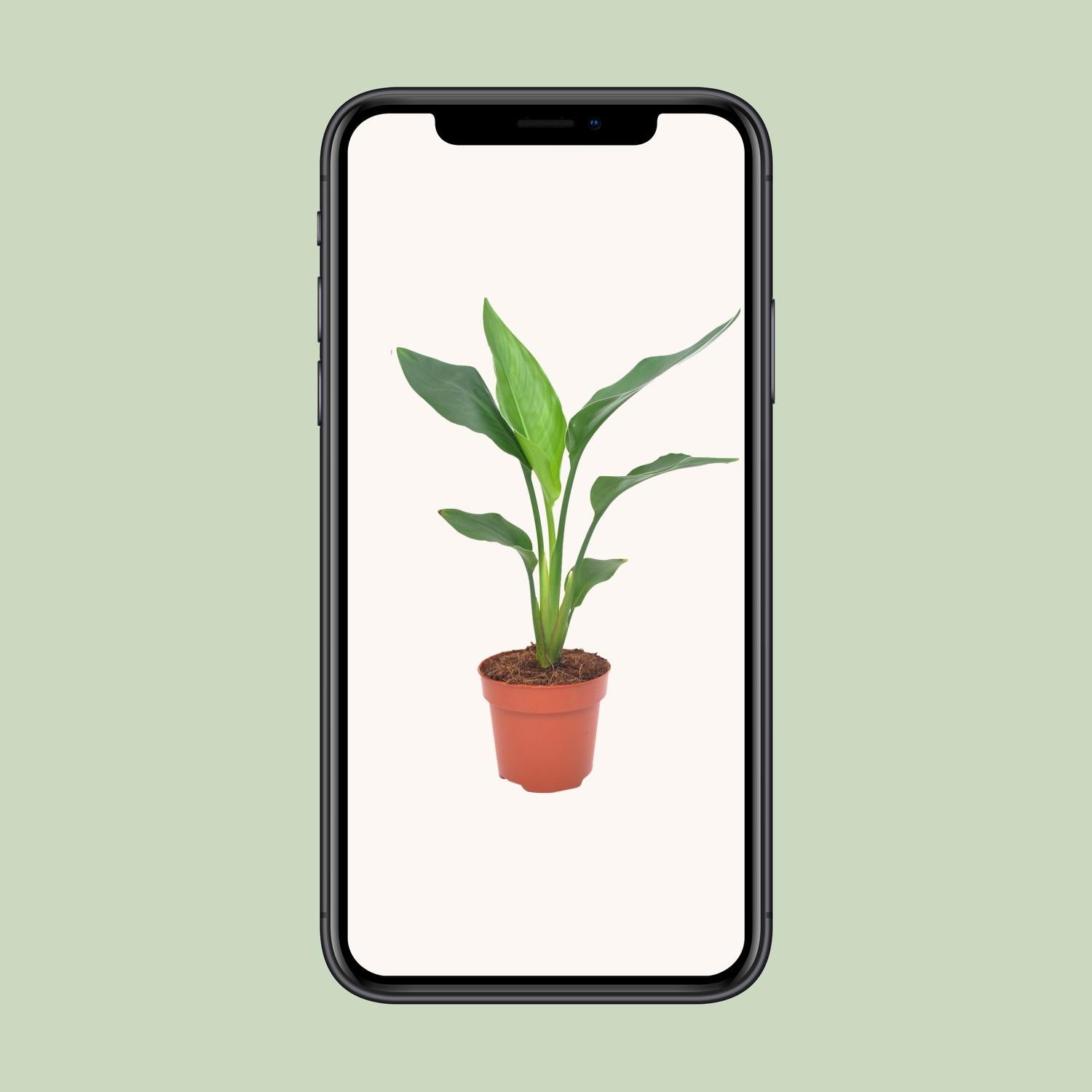 Strelitzia reginae – Die prachtvolle Paradiesvogelblume