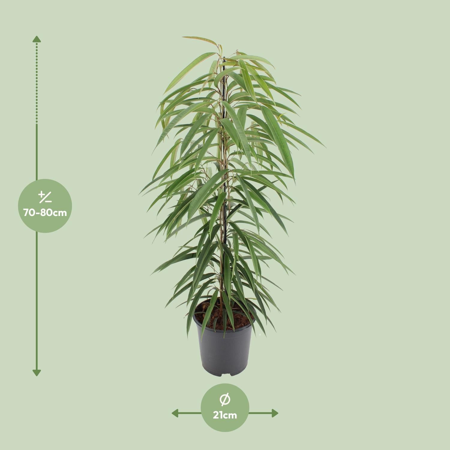 Ficus Binnendijkii 'Alii' – Die schmalblättrige Eleganz