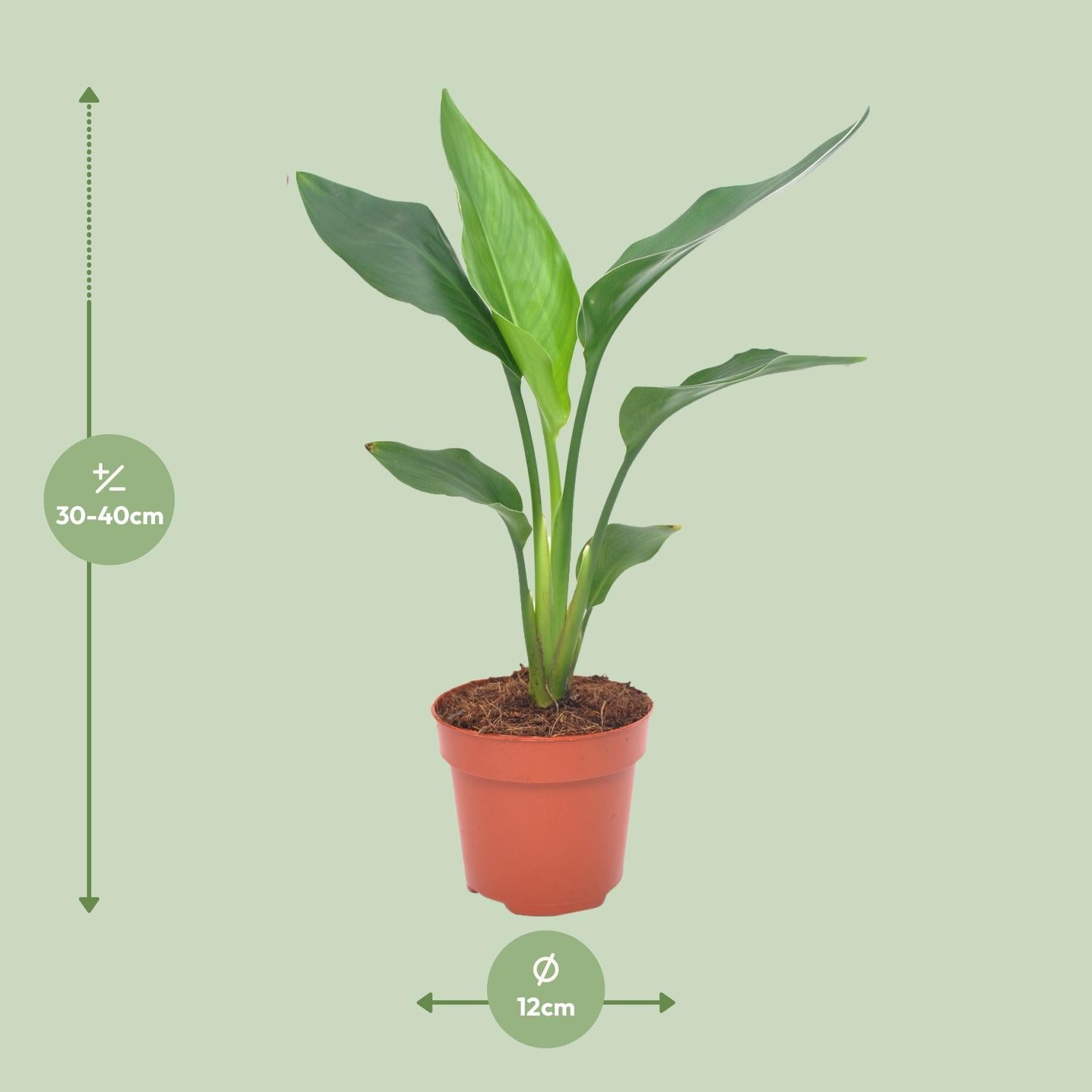 Strelitzia reginae – Die prachtvolle Paradiesvogelblume