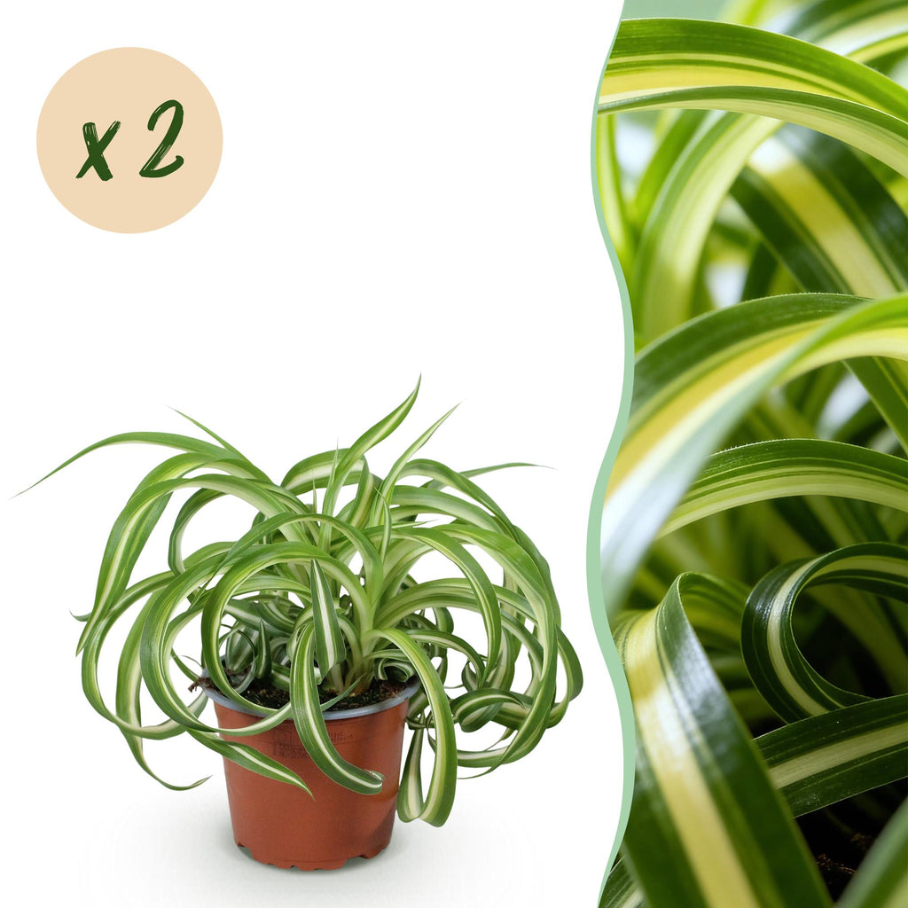 🌿 Chlorophytum comosum Bonnie (Grünlilie) – Ø 12 cm, 20–25 cm