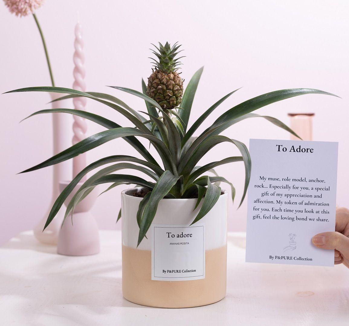 Ananas Rosita Geschenk "To Adore" – Inkl. Grußkarte