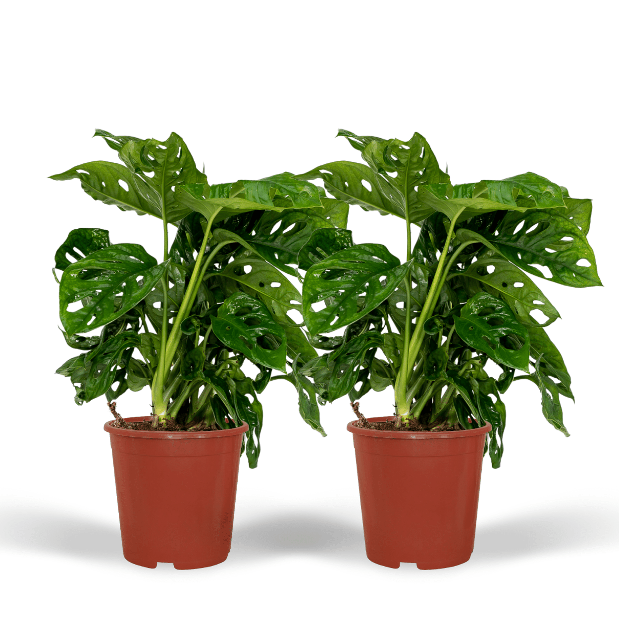 2x Monstera Monkey Leaf (Set)