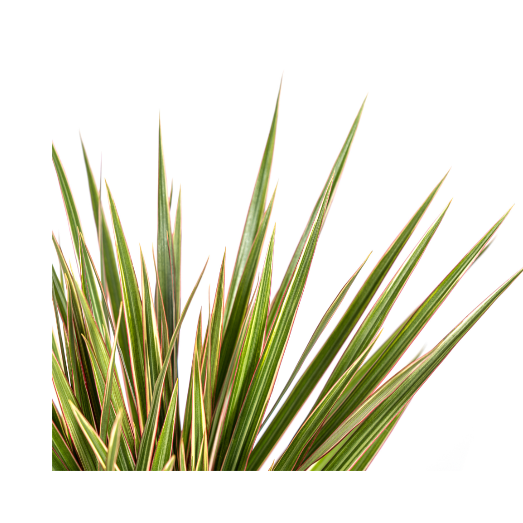 Dracaena Marginata „Bicolor“ – Der zweifarbige Drachenbaum