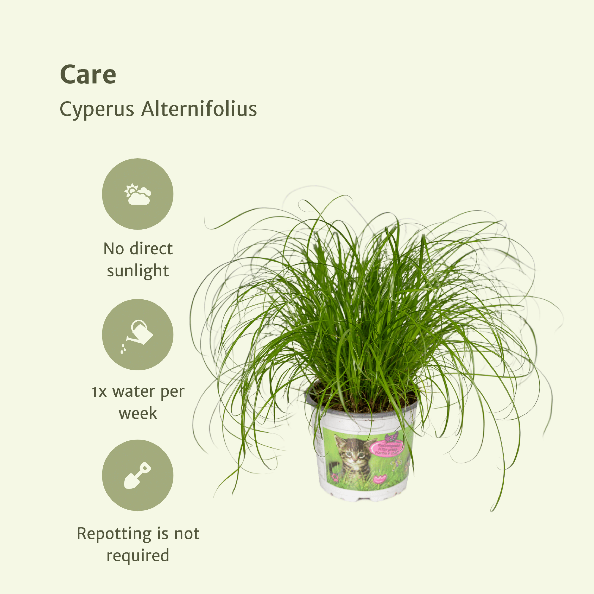 Cyperus Alternifolius (Katzengras) – Ø 12 cm, 20 cm