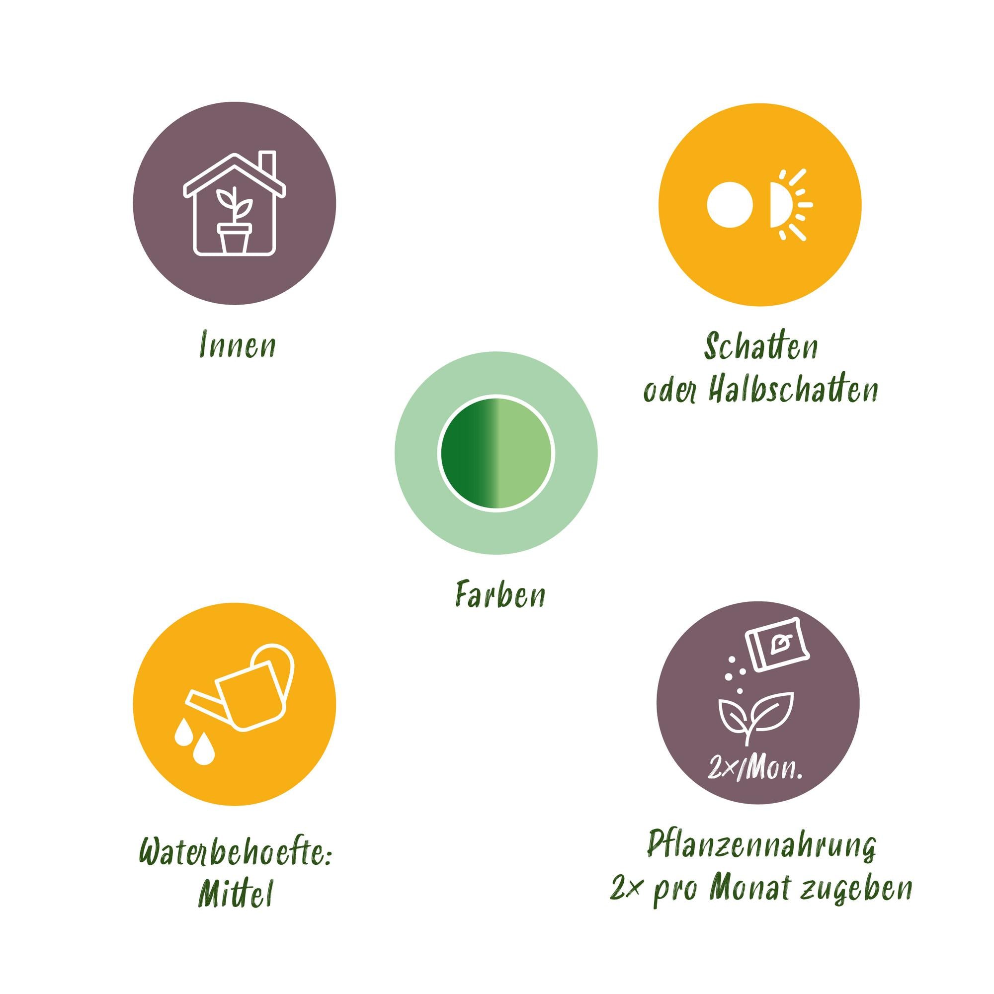 🌿 Dieffenbachia Compacta – Ø 17 cm, 45–50 cm