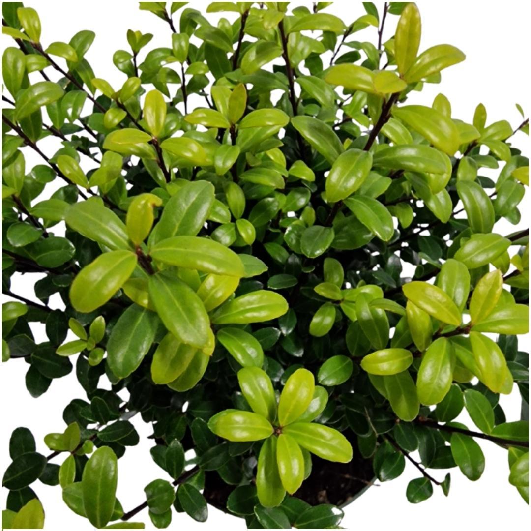 Ilex crenata 'Jenny'® – Japanische Stechpalme – 6er-Set für 1 Meter Hecke – Buchsbaum-Ersatz