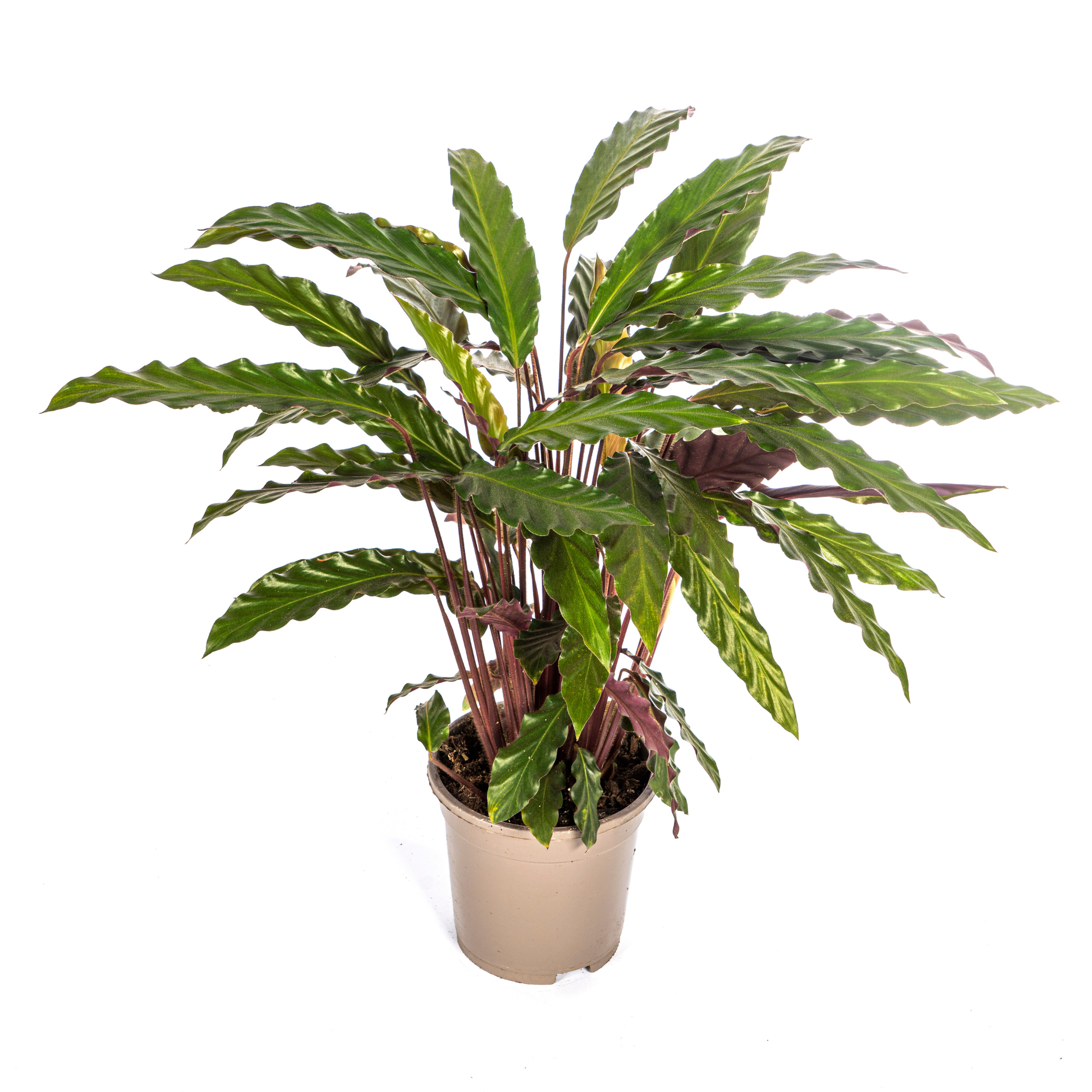Calathea Rufibarba – Die samtige Wellenmarante