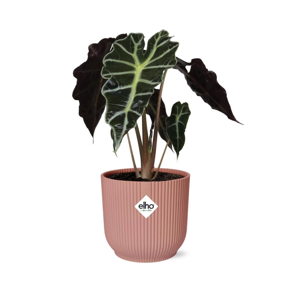 Alocasia Polly – Ø 14 cm, ELHO Vibes Fold Rosa