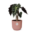 Alocasia Polly – Ø 14 cm, ELHO Vibes Fold Rosa