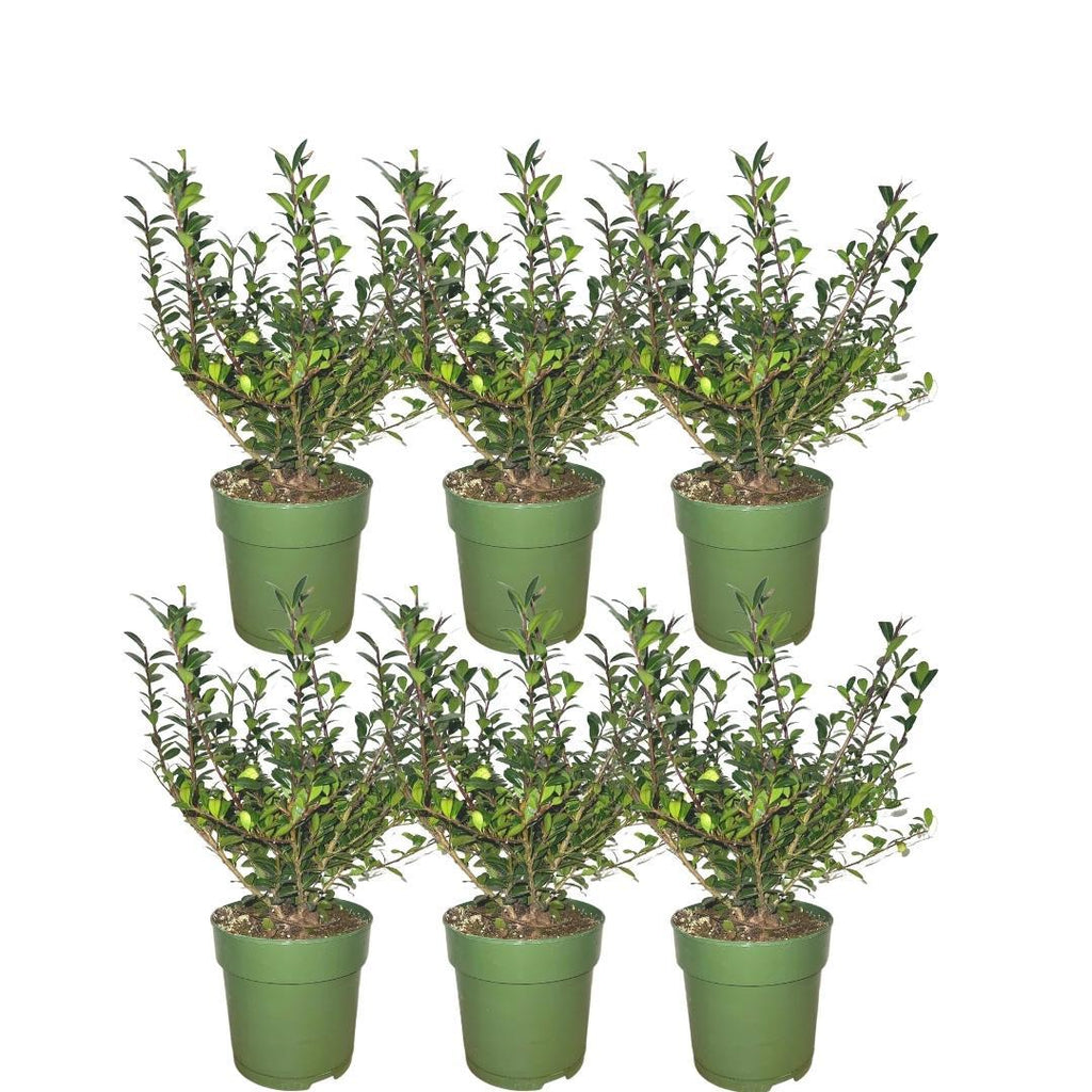 Ilex crenata 'Jenny'® – Japanische Stechpalme – 6er-Set für 1 Meter Hecke – Buchsbaum-Ersatz