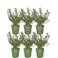 Ilex crenata 'Jenny'® – Japanische Stechpalme – 6er-Set für 1 Meter Hecke – Buchsbaum-Ersatz