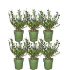 Ilex crenata 'Jenny'® – Japanische Stechpalme – 6er-Set für 1 Meter Hecke – Buchsbaum-Ersatz