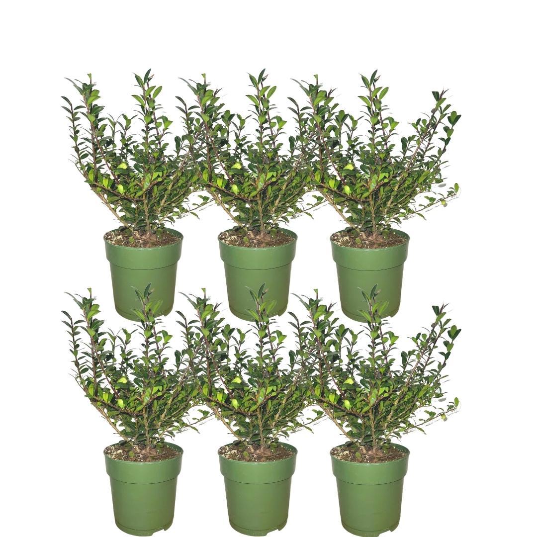 Ilex crenata 'Jenny'® – Japanische Stechpalme – 6er-Set für 1 Meter Hecke – Buchsbaum-Ersatz