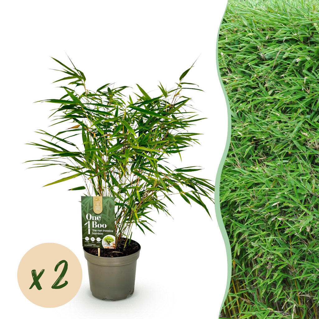 Bambus (Fargesia rufa) x2