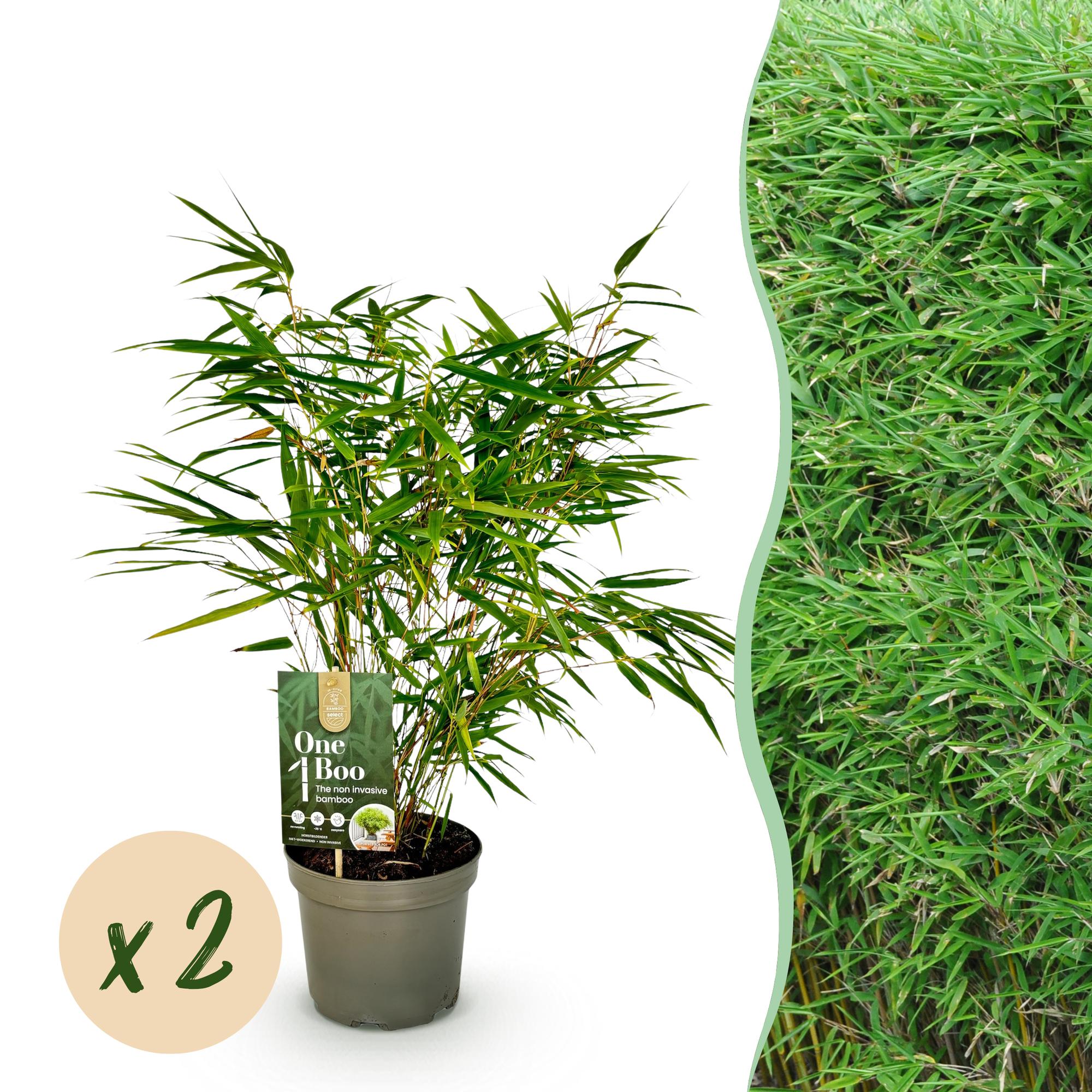 Bambus (Fargesia rufa) x2