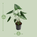 Alocasia Zebrina – Ø 21 cm, 80 cm