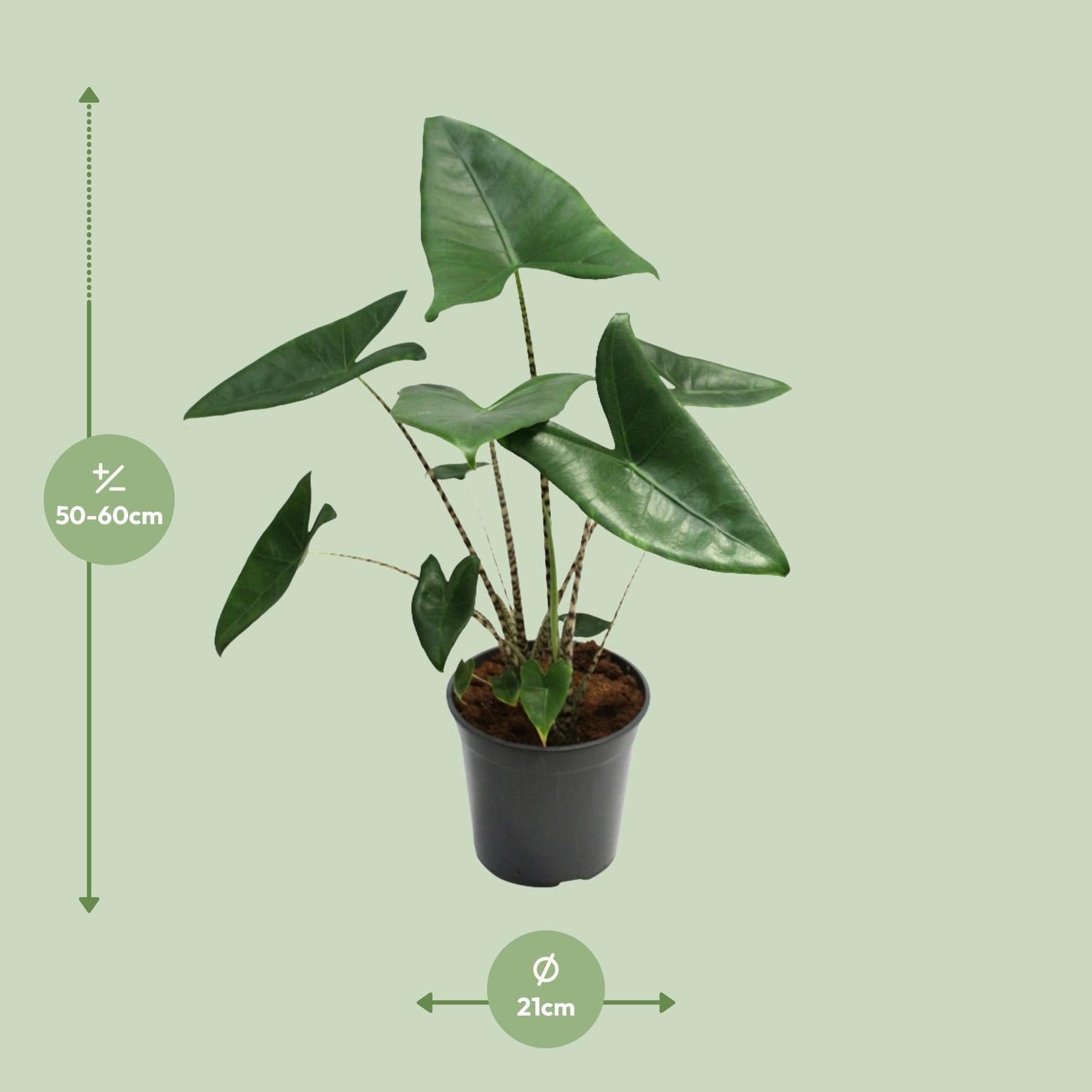 Alocasia Zebrina – Ø 21 cm, 80 cm