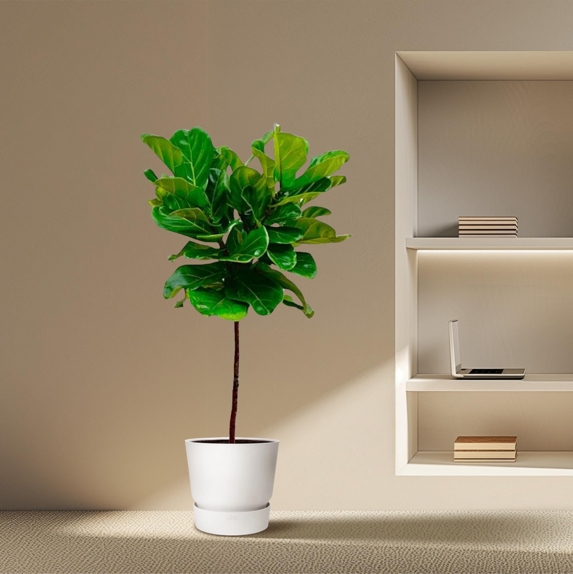 Ficus Lyrata am Stamm – Der Designer-Baum für dein Zuhause