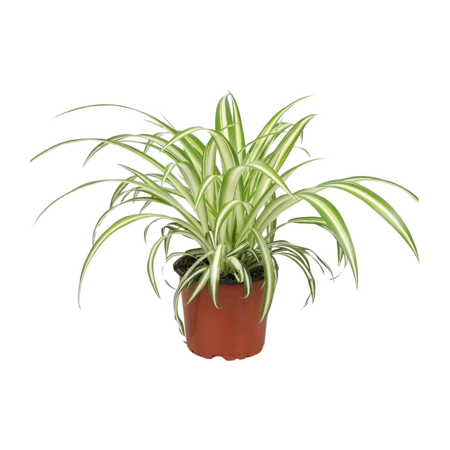 Chlorophytum – Die luftreinigende Grünlilie
