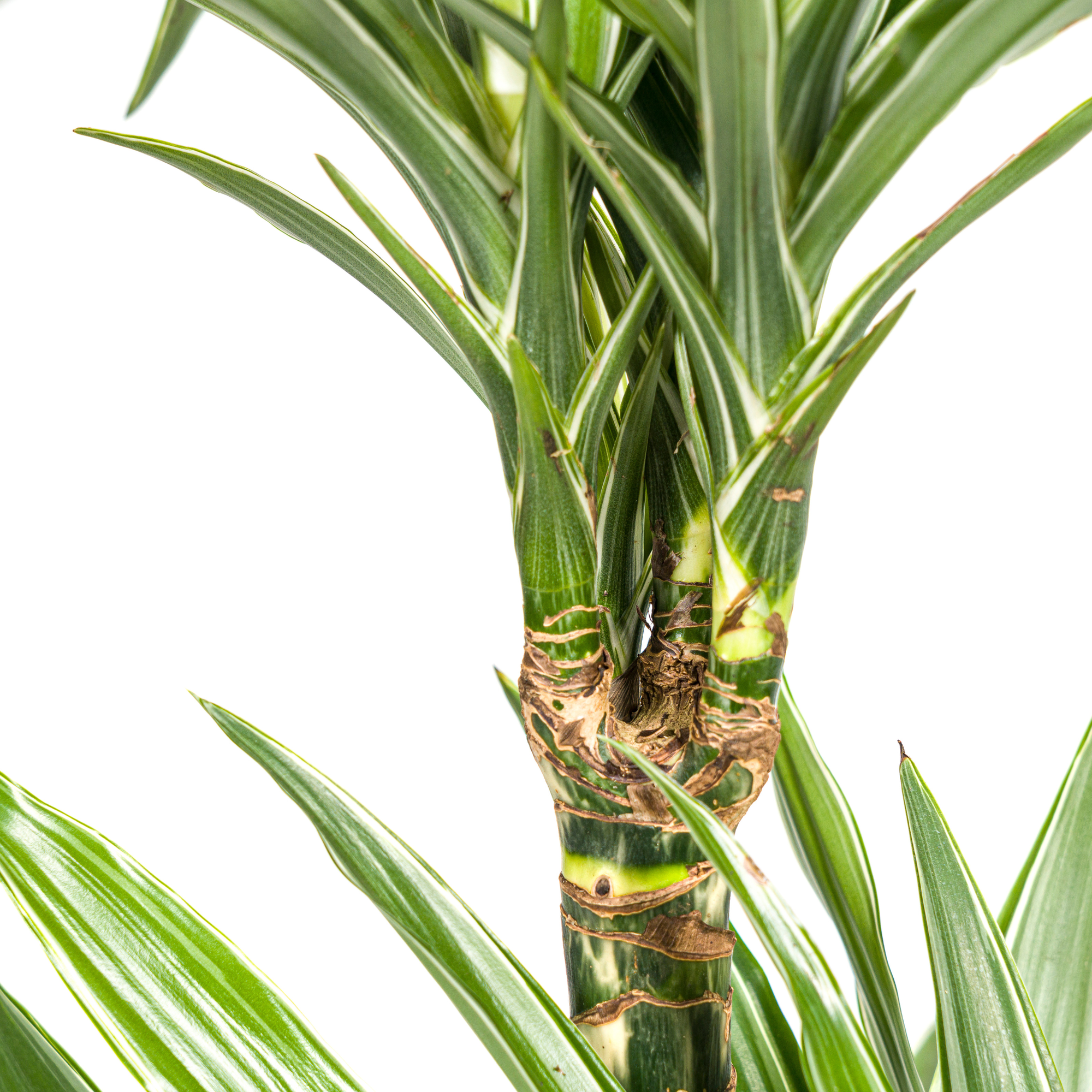 Dracaena 'White Stripe' – Zeitlose Eleganz mit Biss