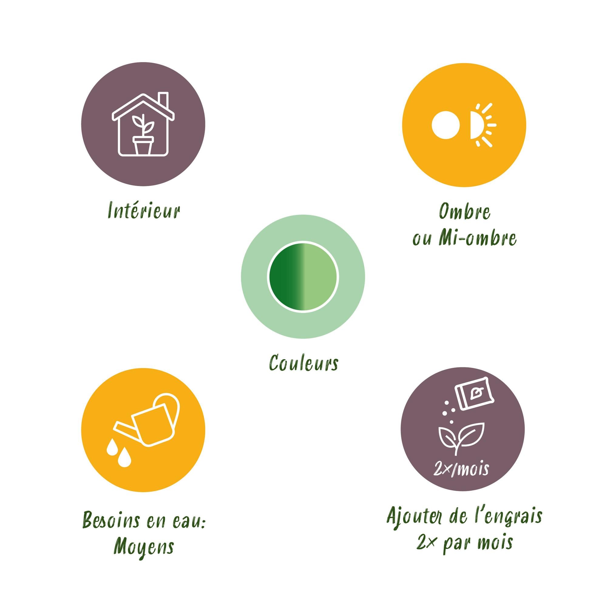 Dieffenbachia Tropic Snow – Ø 21 cm, 90–100 cm