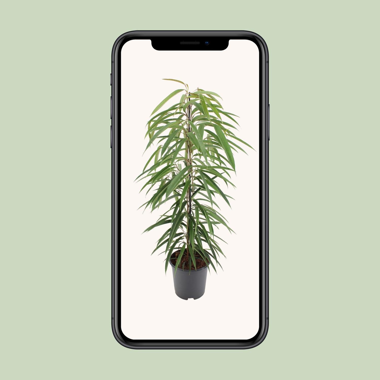 Ficus Binnendijkii 'Alii' – Die schmalblättrige Eleganz