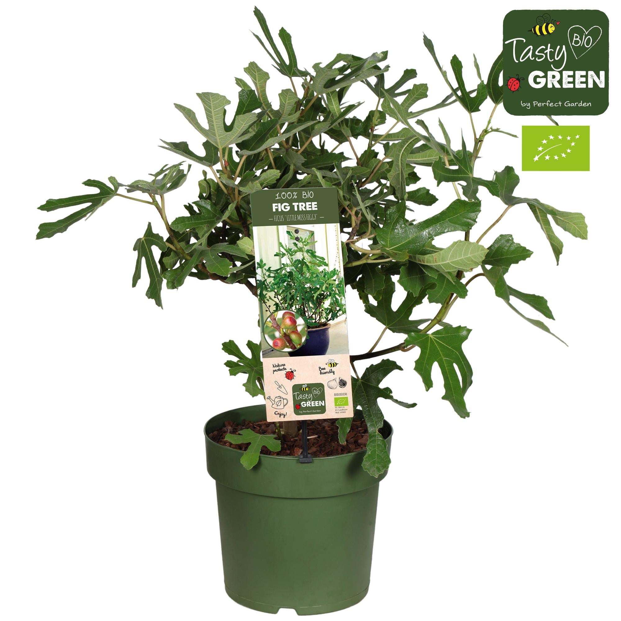 Ficus Carica 'Little Miss Figgy' – Die kompakte Naschfeige