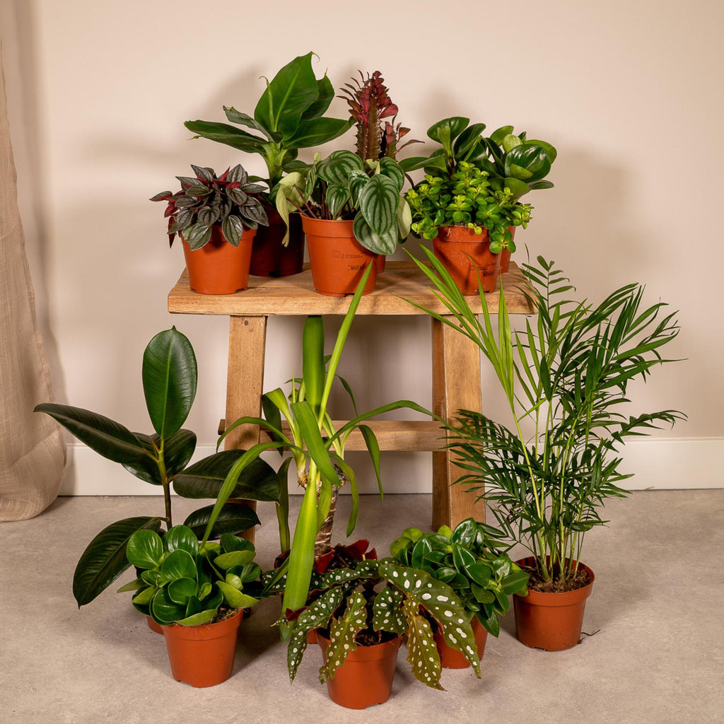 Pflanzenretter-Box: Dein 12er Überraschungs-Dschungel