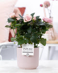 Rosa Light Pink In P&PURE Sophie Ceramics Pink