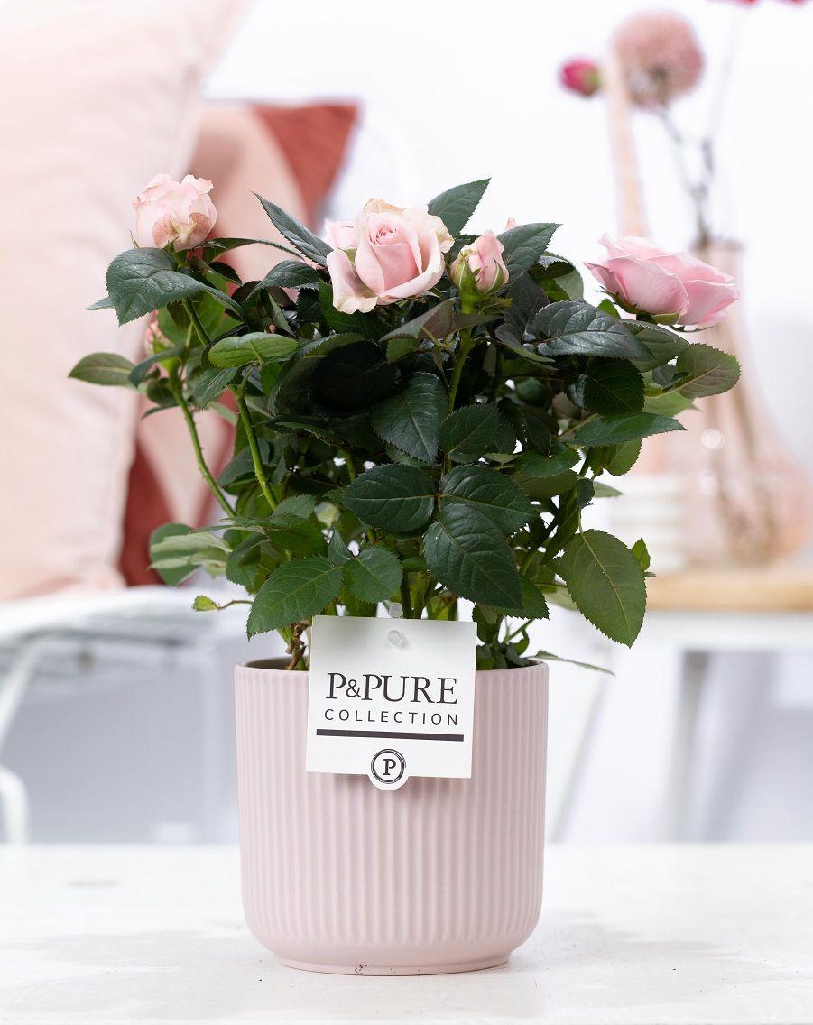 Rosa Light Pink In P&PURE Sophie Ceramics Pink