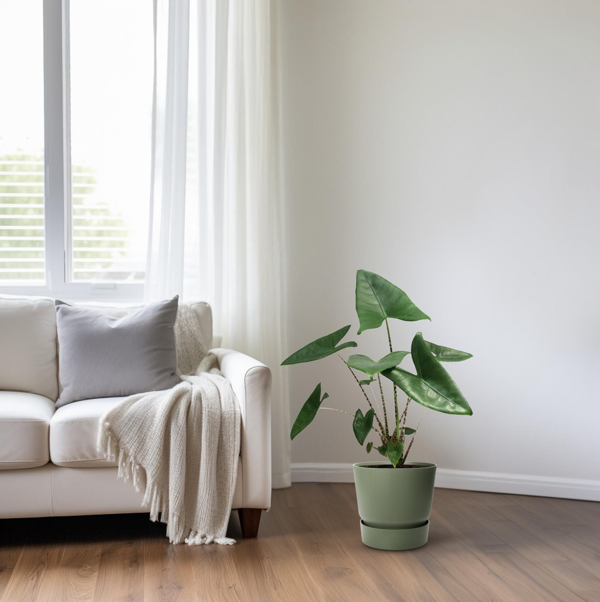 Alocasia Zebrina – Ø 21 cm, 80 cm