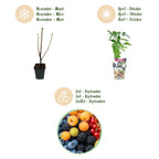 Regenbogen-Beeren-Mix – Die bunte Naschecke im 4er-Set