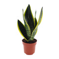 Sansevieria Futura Superba