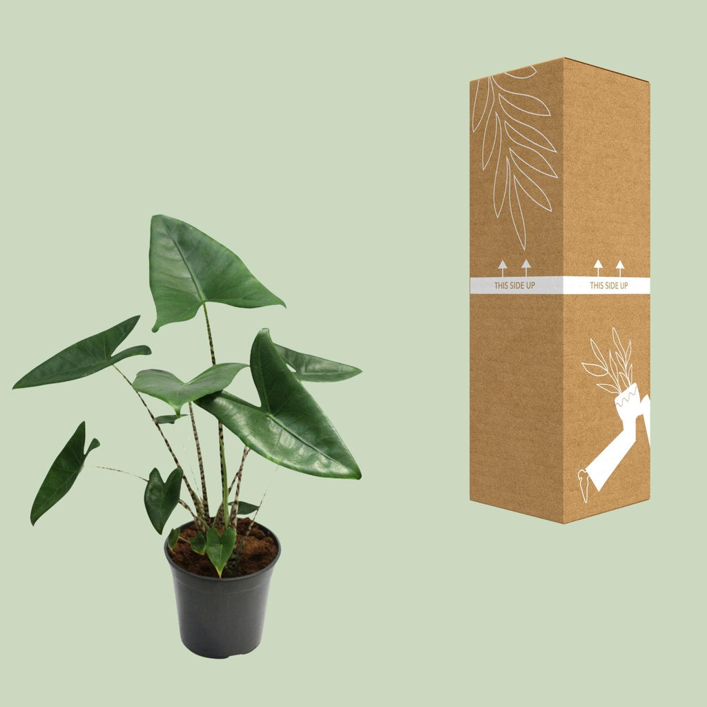 Alocasia Zebrina – Ø 21 cm, 80 cm